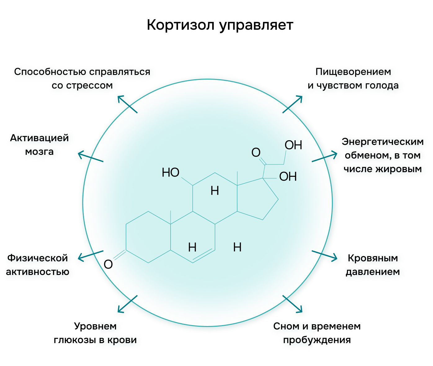 Кортизол управляет способностью справляться со стрессом
