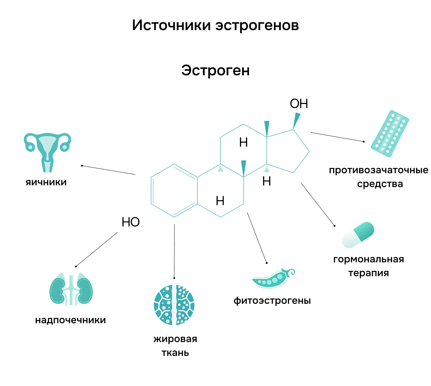 Источники эстрогенов. Эстроген:
    - яичники;
    - надпочечники;
    - жировая ткань;
    - фитоэстрогены;
    - противозачаточные средства;
    - гормональная терапия.