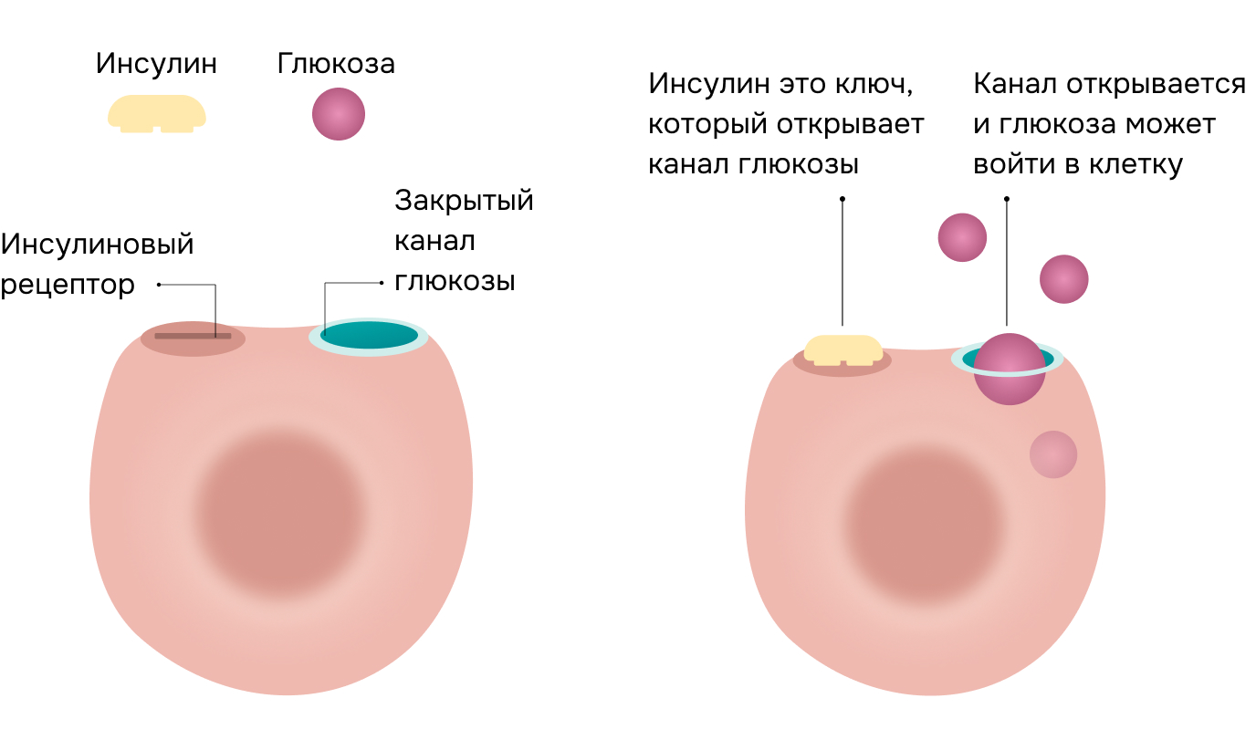 Инсулин; Глюкоза; Инсулиновый рецептор