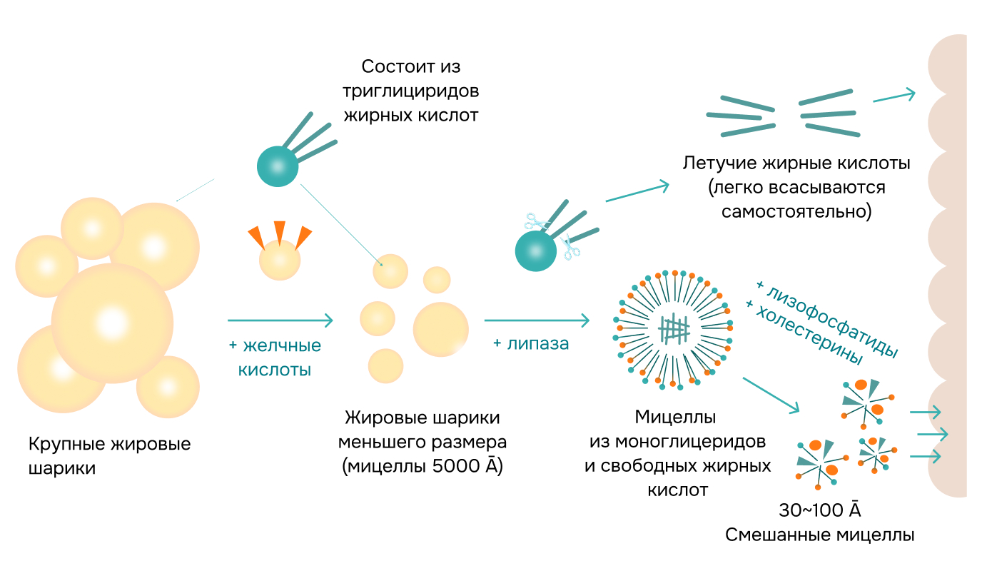 Как усваиваются жиры