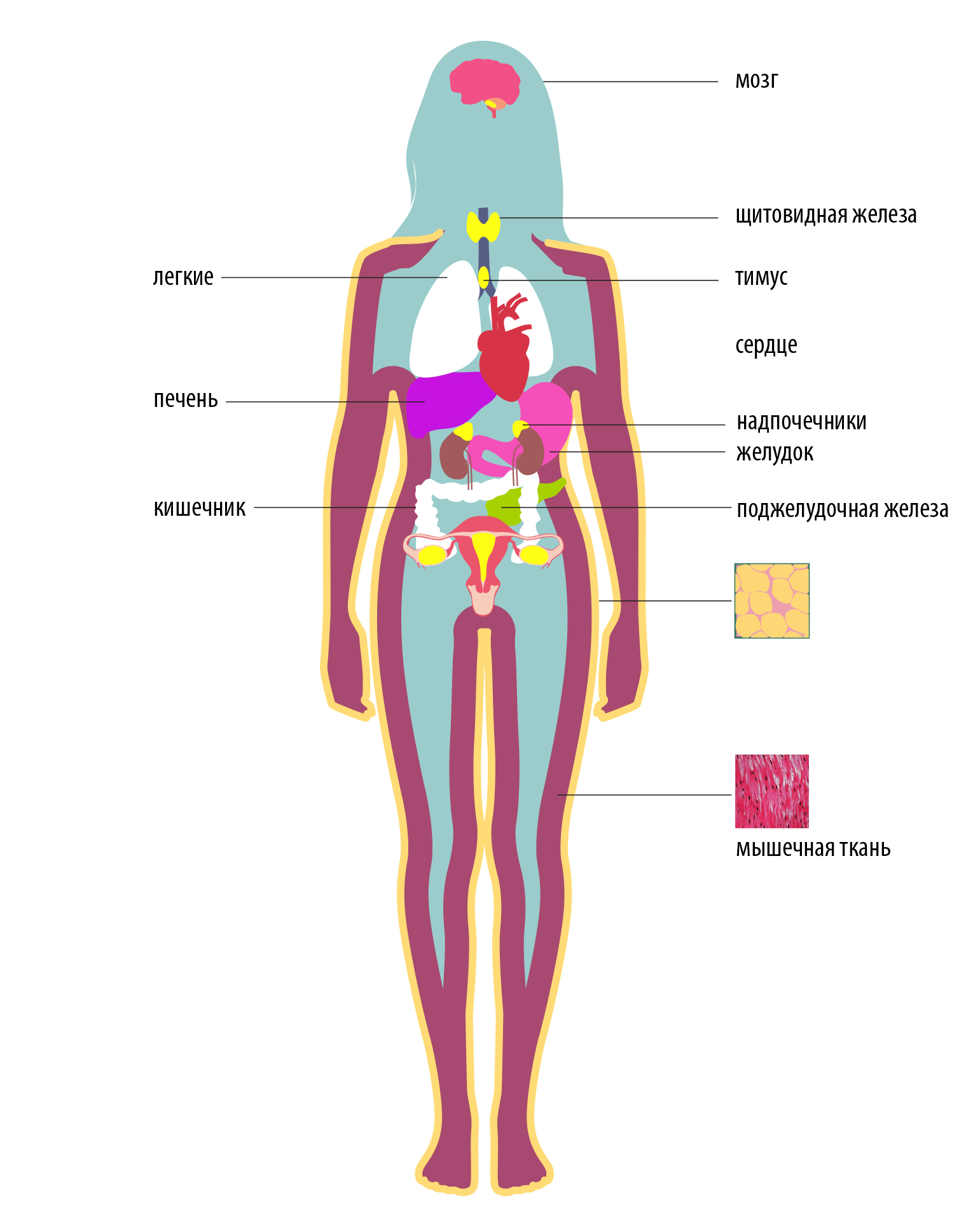 мозг  
щитовидная железа  
лёгкие  
тимус  
сердце  
печень  
надпочечники  
желудок  
кишечник  
поджелудочная железа  
мышечная ткань