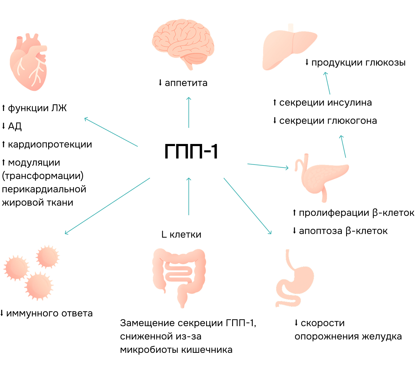Эффекты ГПП-1 по органам/системам