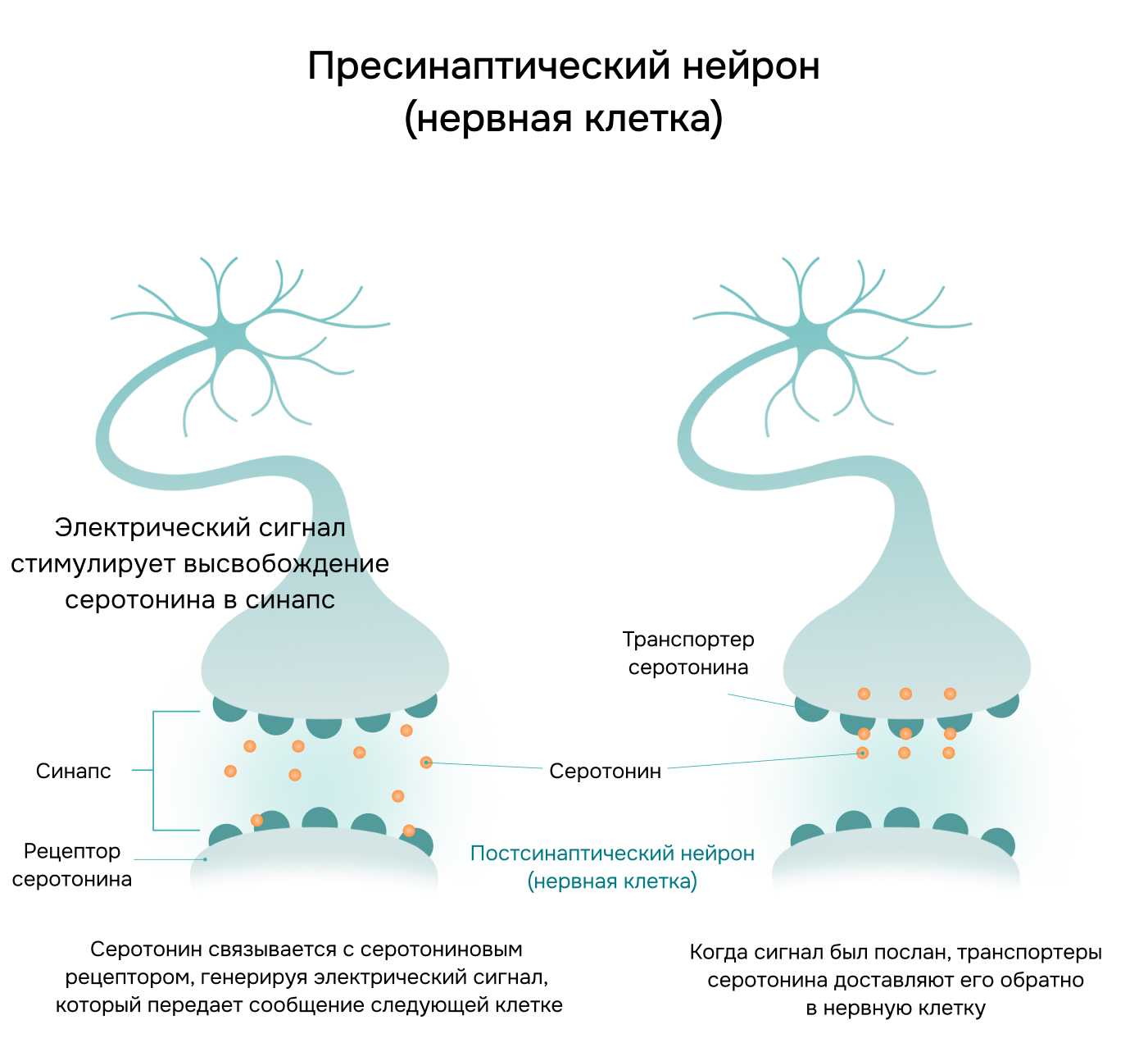 Пресинаптический нейрон (нервная клетка)