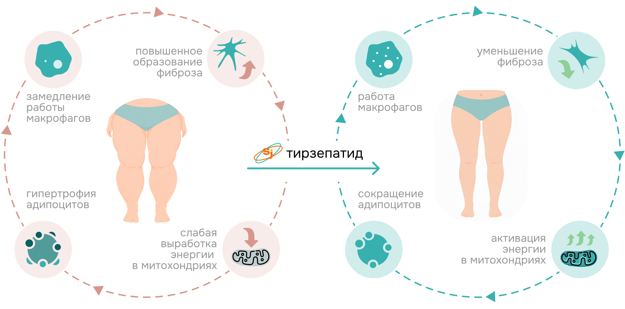 Тирзепатид способствует
